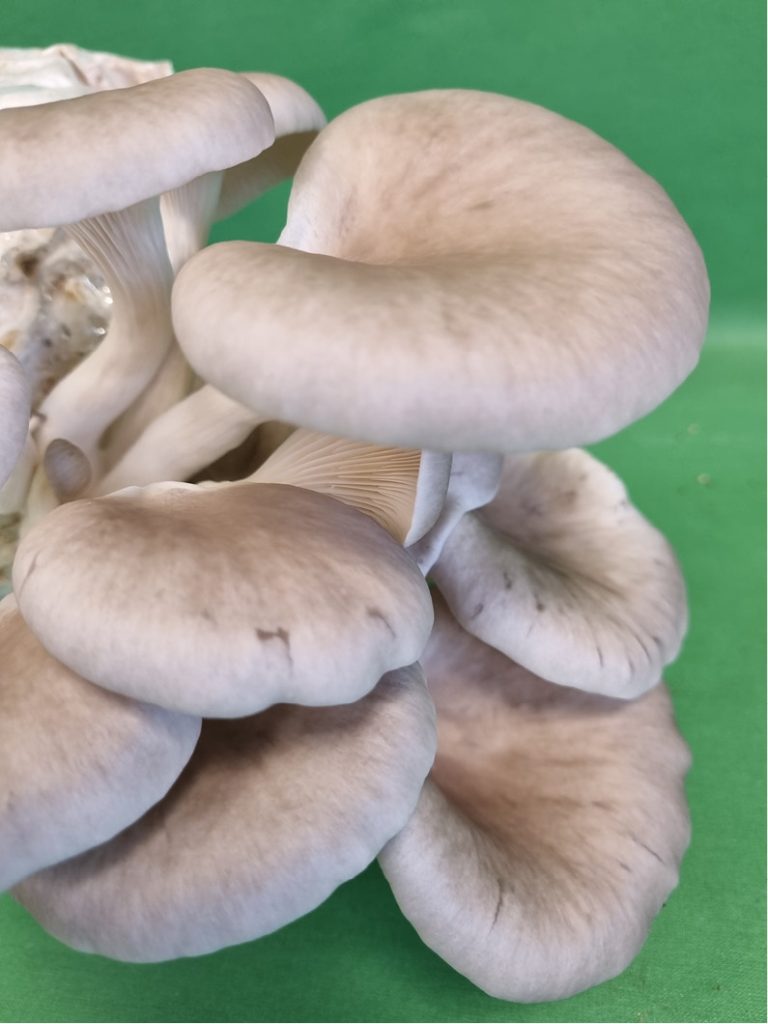 LAB_3_23_Kamila_Wlizlo_SUPERFOODS_GRZYBY_WIELKOOWOCNIKOWE_FOT_3