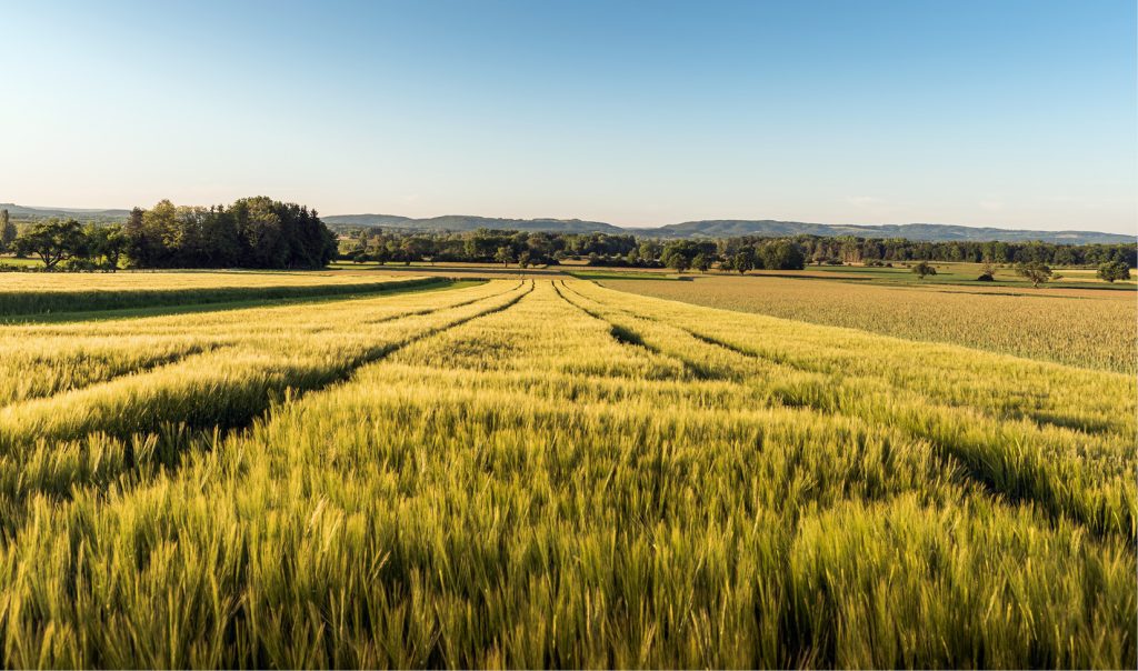 LAB_1_23_Lukasz_Halinski_NEONIKOTYNOIDY_STAREJ_GENERACJI_iStocK-1362510130