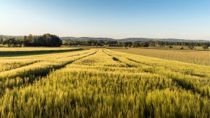 LAB_1_23_Lukasz_Halinski_NEONIKOTYNOIDY_STAREJ_GENERACJI_iStocK-1362510130