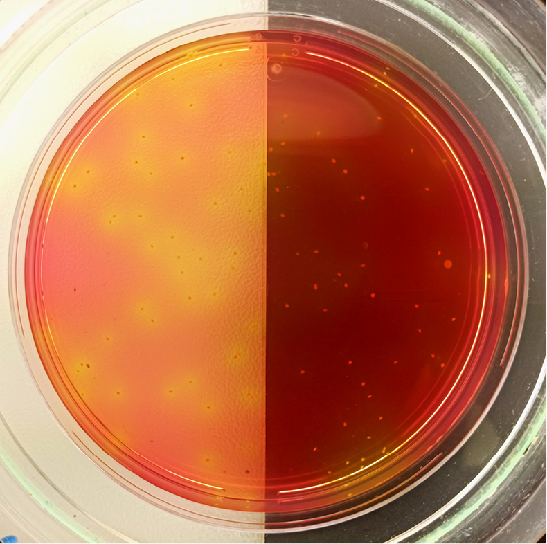 LAB_4_21_Damian_Sztucki_STAPHYLOCOCCUS_AUREUS_FOT_3
