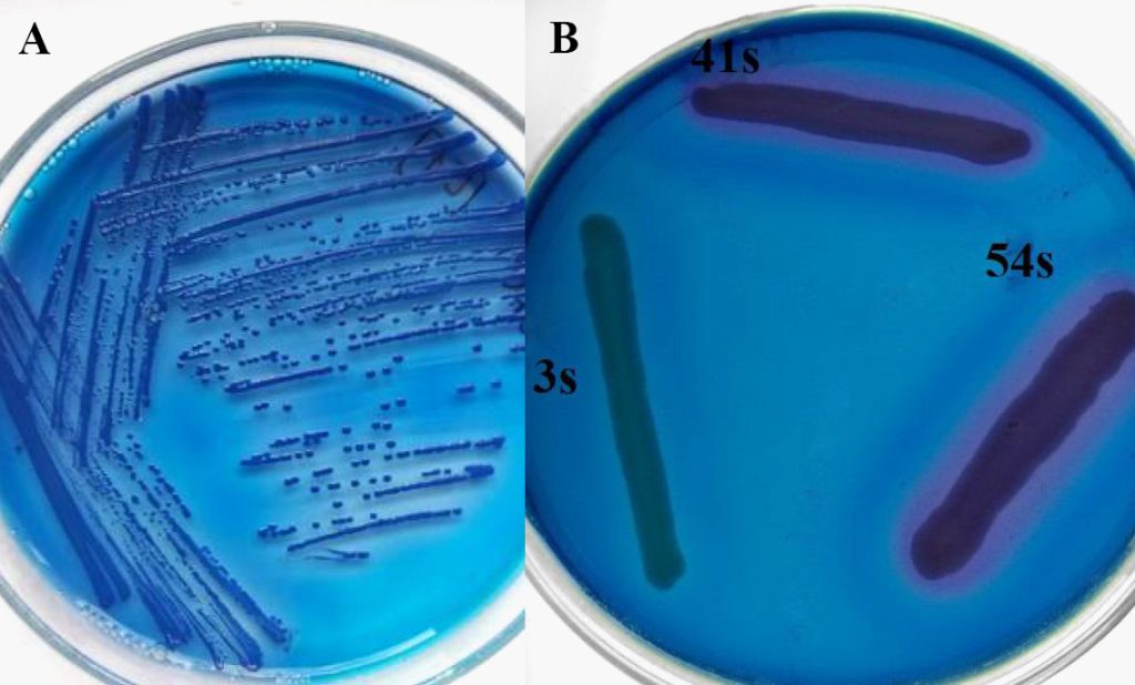 LAB_1_21_Gabriela_Cieniuch_IDENTYFIKACJA_PALECZEK_SERRATIA_RYC_1