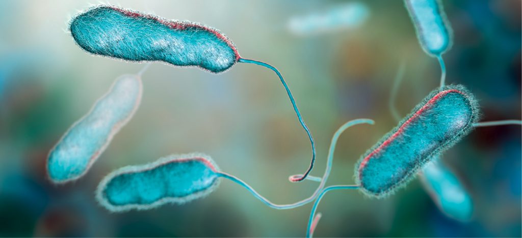 lab-legionella-pneumophila