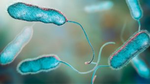 lab-legionella-pneumophila