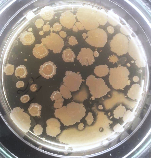 lab-suplementów-diety