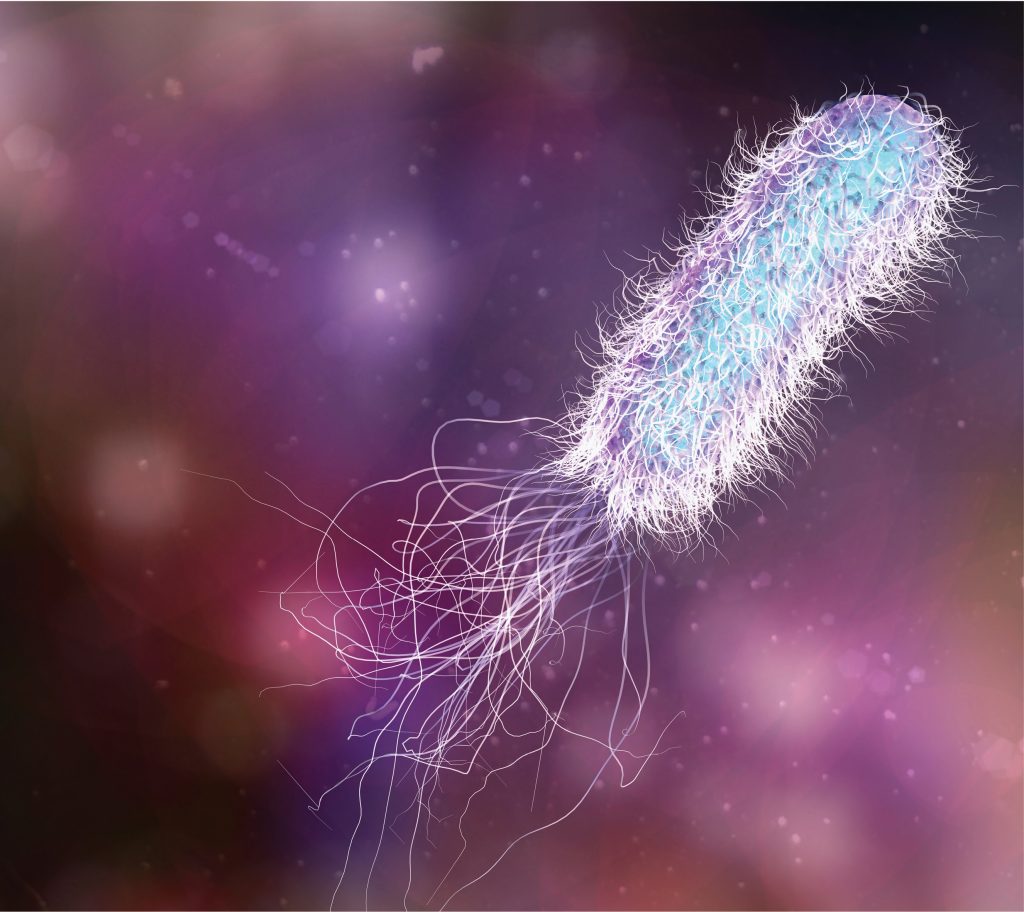 LAB-PSEUDOMONAS-AERUGINOSA