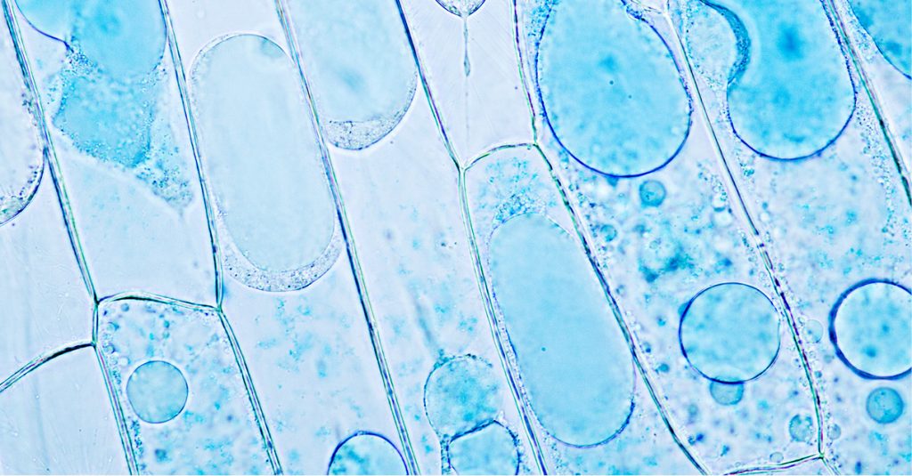 lab-mikroskopia-fluorescencyjna