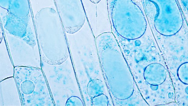 lab-mikroskopia-fluorescencyjna