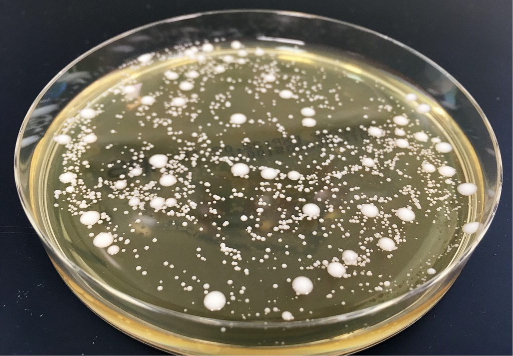 lab-mikroorganizmów