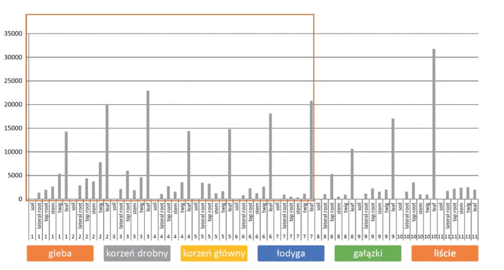 LAB_1_19_Katarzyna_Karas_ANIONY_W_GLEBACH_I_W_CZESCIACH_BETULA_PENDULA_RYS_5