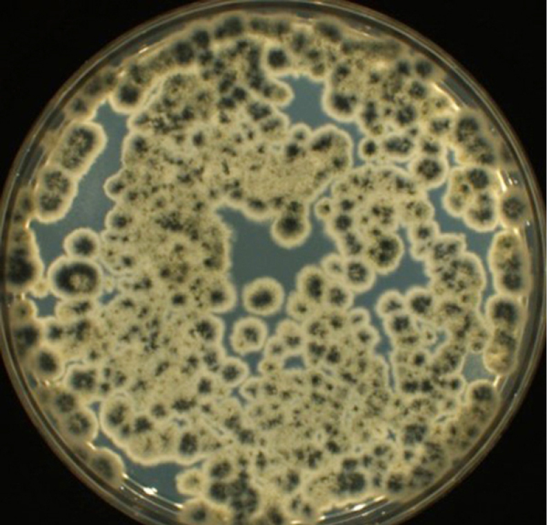 LAB_4_24_Agnieszka_Richert_OZNACZANIE_WLASCIWOSCI_BIOBOJCZYCH_WG_ISO_RYS_2_A