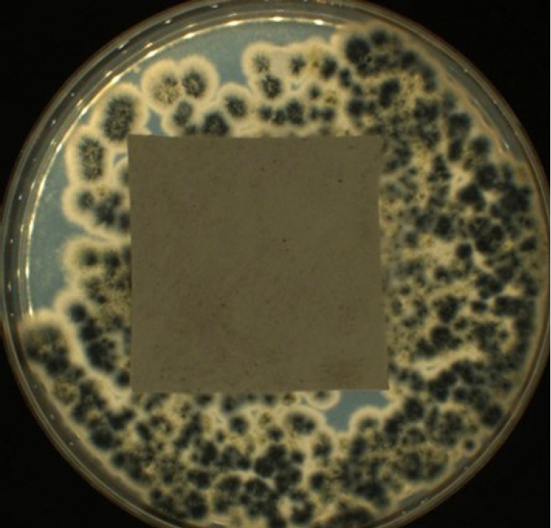 LAB_4_24_Agnieszka_Richert_OZNACZANIE_WLASCIWOSCI_BIOBOJCZYCH_WG_ISO_RYS_2_B