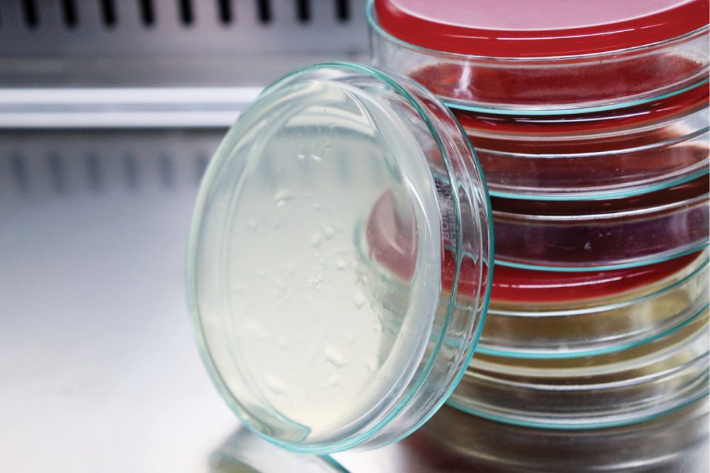 lab-szczepów-bakterii