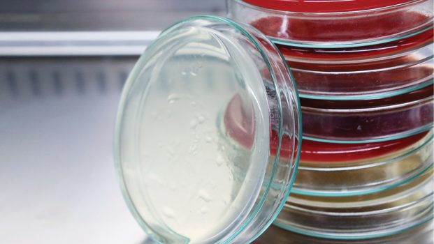 lab-szczepów-bakterii
